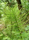 Einzelbild 4 Riesen-Schachtelhalm - Equisetum telmateia