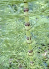 Einzelbild 7 Riesen-Schachtelhalm - Equisetum telmateia