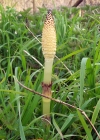 Einzelbild 8 Riesen-Schachtelhalm - Equisetum telmateia