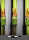 Einzelbild 4 Wald-Schachtelhalm - Equisetum sylvaticum