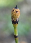 Einzelbild 6 Bunter Schachtelhalm - Equisetum variegatum