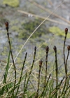 Einzelbild 7 Bunter Schachtelhalm - Equisetum variegatum