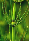 Einzelbild 4 Sumpf-Schachtelhalm - Equisetum palustre
