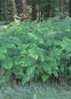Einzelbild 5 Adlerfarn - Pteridium aquilinum