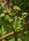 Einzelbild 6 Adlerfarn - Pteridium aquilinum