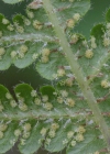 Einzelbild 5 Buchenfarn - Phegopteris connectilis