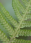 Einzelbild 7 Buchenfarn - Phegopteris connectilis