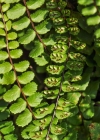 Einzelbild 6 Braunstieliger Streifenfarn - Asplenium trichomanes