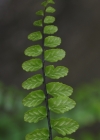 Einzelbild 7 Braunstieliger Streifenfarn - Asplenium trichomanes