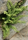 Einzelbild 8 Braunstieliger Streifenfarn - Asplenium trichomanes