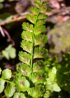 Einzelbild 4 Grünstieliger Streifenfarn - Asplenium viride