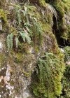 Einzelbild 5 Grünstieliger Streifenfarn - Asplenium viride
