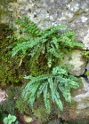 Einzelbild 6 Grünstieliger Streifenfarn - Asplenium viride