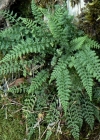 Einzelbild 3 Quell-Streifenfarn - Asplenium fontanum
