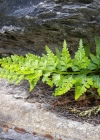 Einzelbild 5 Schwarzstieliger Streifenfarn - Asplenium adiantum-nigrum
