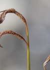 Einzelbild 6 Nordischer Streifenfarn - Asplenium septentrionale