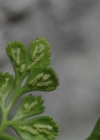 Einzelbild 8 Mauerraute - Asplenium ruta-muraria