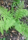 Einzelbild 4 Wald-Frauenfarn - Athyrium filix-femina