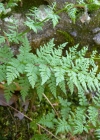 Einzelbild 1 Zerbrechlicher Blasenfarn - Cystopteris fragilis