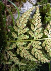 Einzelbild 4 Zerbrechlicher Blasenfarn - Cystopteris fragilis