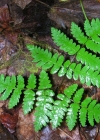 Einzelbild 6 Eichenfarn - Gymnocarpium dryopteris