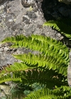 Einzelbild 6 Lanzenfarn - Polystichum lonchitis