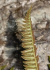 Einzelbild 7 Lanzenfarn - Polystichum lonchitis