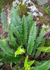 Einzelbild 1 Lanzenfarn - Polystichum lonchitis