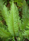 Einzelbild 5 Gelappter Schildfarn - Polystichum aculeatum