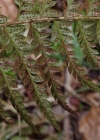 Einzelbild 6 Gelappter Schildfarn - Polystichum aculeatum
