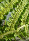 Einzelbild 6 Echter Wurmfarn - Dryopteris filix-mas