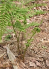 Einzelbild 2 Breiter Wurmfarn - Dryopteris dilatata