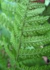 Einzelbild 6 Dorniger Wurmfarn - Dryopteris carthusiana