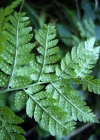 Einzelbild 7 Dorniger Wurmfarn - Dryopteris carthusiana