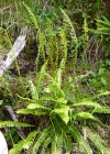 Einzelbild 4 Rippenfarn - Blechnum spicant
