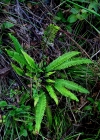 Einzelbild 5 Rippenfarn - Blechnum spicant