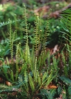 Einzelbild 6 Rippenfarn - Blechnum spicant