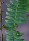 Einzelbild 7 Rippenfarn - Blechnum spicant