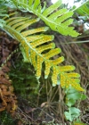 Einzelbild 7 Gemeiner Tüpfelfarn - Polypodium vulgare