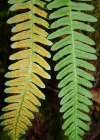 Einzelbild 8 Gemeiner Tüpfelfarn - Polypodium vulgare