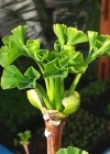 Einzelbild 6 Ginko - Ginkgo biloba