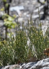 Einzelbild 5 Schweizer Meerträubchen - Ephedra helvetica