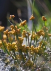 Einzelbild 6 Schweizer Meerträubchen - Ephedra helvetica