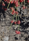 Einzelbild 7 Schweizer Meerträubchen - Ephedra helvetica
