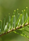 Einzelbild 5 Tanne - Abies alba