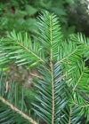 Einzelbild 6 Tanne - Abies alba