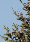 Einzelbild 7 Tanne - Abies alba