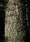 Einzelbild 8 Tanne - Abies alba