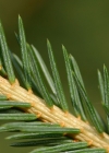 Einzelbild 8 Fichte - Picea abies