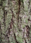 Einzelbild 5 Europäische Lärche - Larix decidua